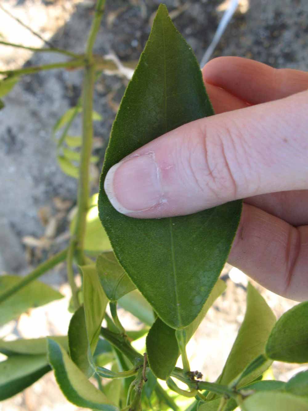              Unifoliolate leaf (Winter Haven, FL)       